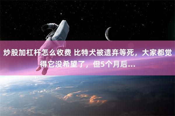 炒股加杠杆怎么收费 比特犬被遗弃等死，大家都觉得它没希望了，但5个月后...